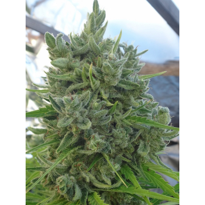 Killer A5 Haze Regulär