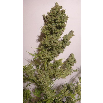 Malawi x NL Auto