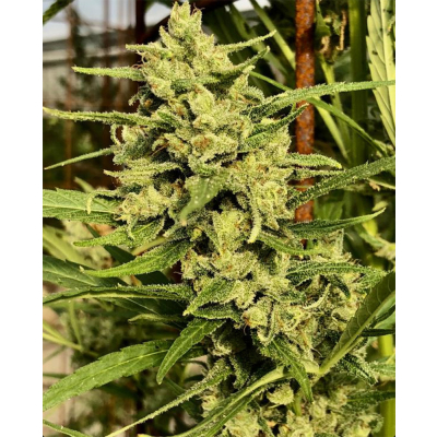 Super Malawi Haze Regulär