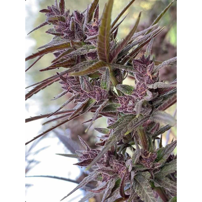 Panama Haze Feminisiert