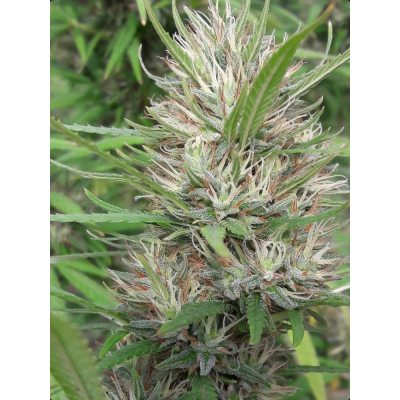 Panama x Bangi Haze Feminisiert