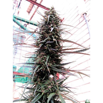 Purple Haze x Malawi Regulär