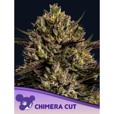 Chimera Cut Feminisiert