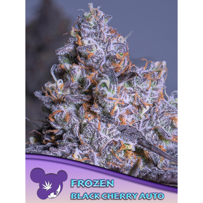Frozen Black Cherry Auto