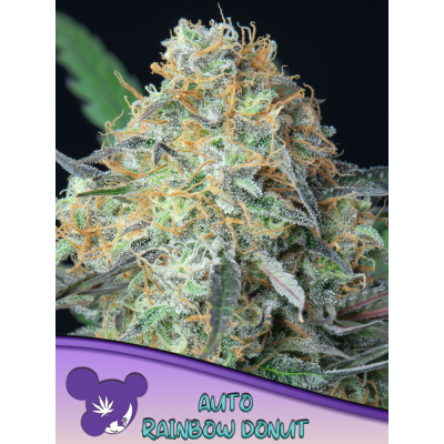 Rainbow Donut Auto