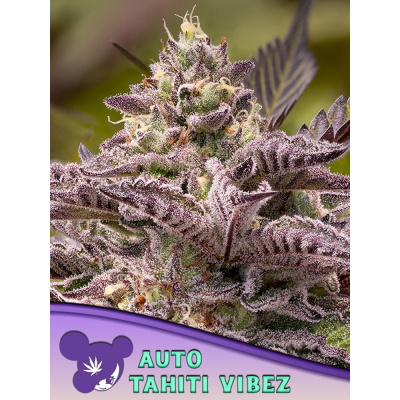 Tahiti Vibez Auto