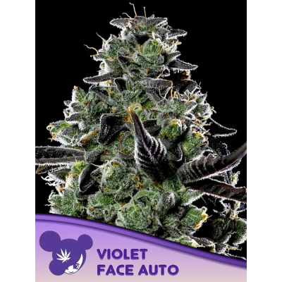 Violet Face Auto