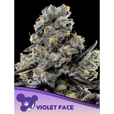 Violet Face Feminisiert