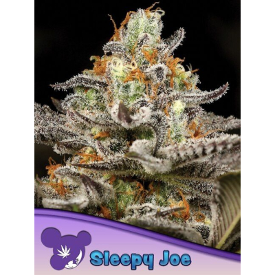 Sleepy Joe Feminisiert