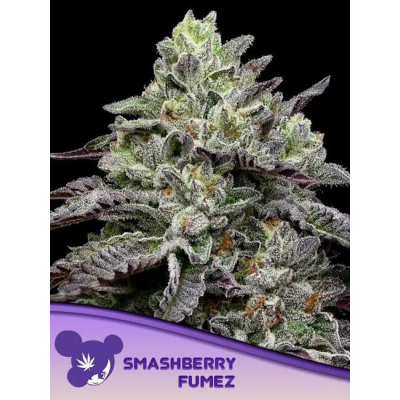 Smashberry Fumez Feminisiert