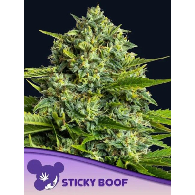 Sticky Boof Feminisiert