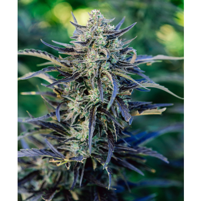Fog Dog Auto