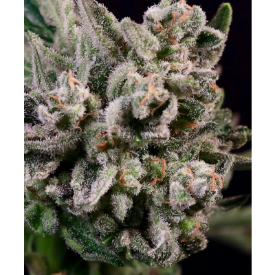 Peanut Butter Breath Fast Feminisiert