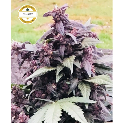 Purple Star CBD Auto