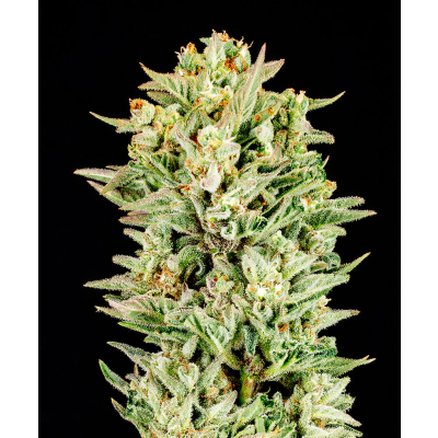 Turtle Taffy Auto