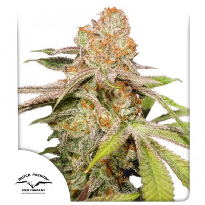 Mac #1 Auto