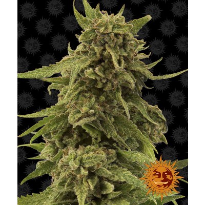 CBD Critical Cure Feminisiert