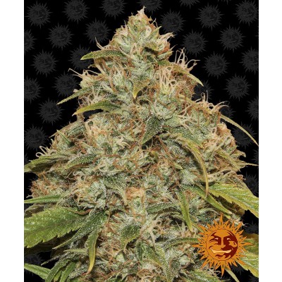 Lemon Potion CBD Auto