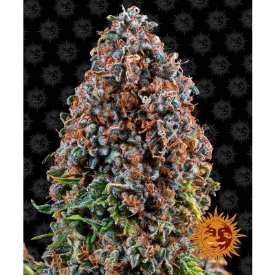 Critical Kush Feminisiert