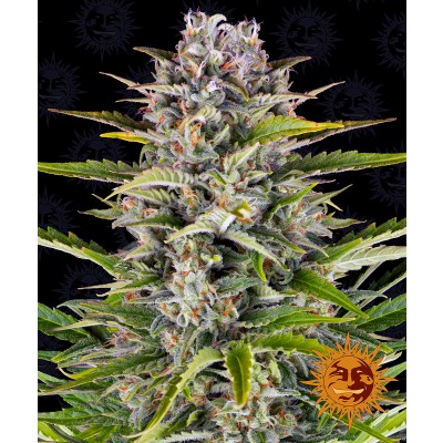 Gorilla Zkittlez Auto