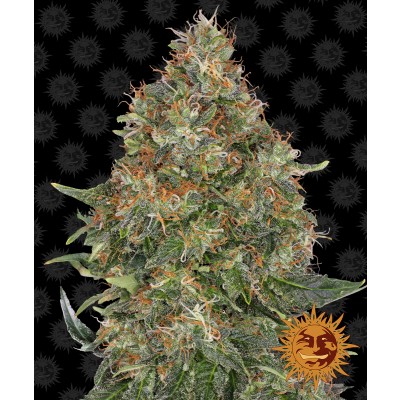 Pineapple Express Auto