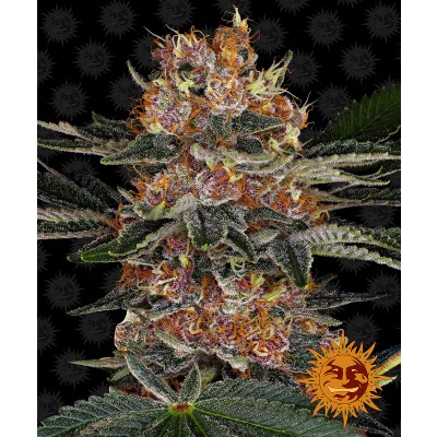 Purple Punch Auto