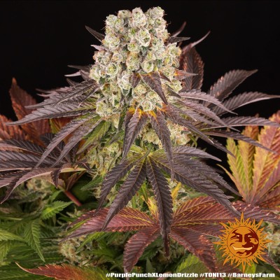 Purple Punch x Lemon Drizzle Feminisiert
