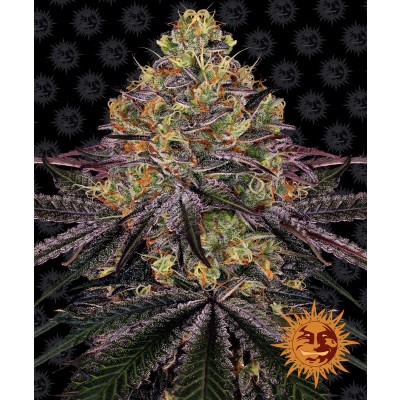Watermelon Zkittlez Feminisiert