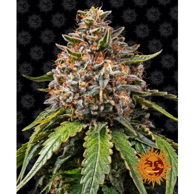 White Widow XXL Feminisiert