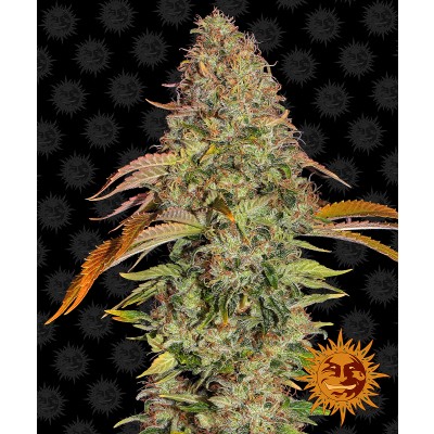 Zkittlez OG Auto