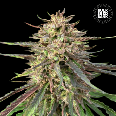 CBD Guerilla Glue Auto