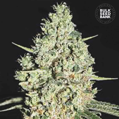 Critical Auto