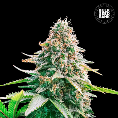 Gelato Samba Auto