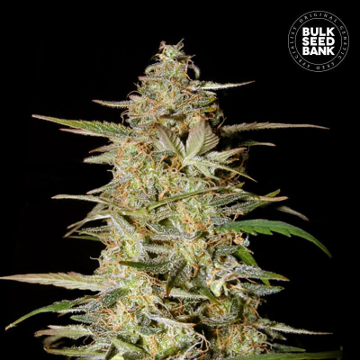 Hindu Kush Auto