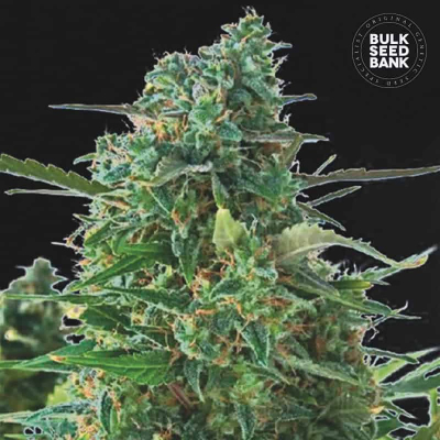 NBA Diesel Auto