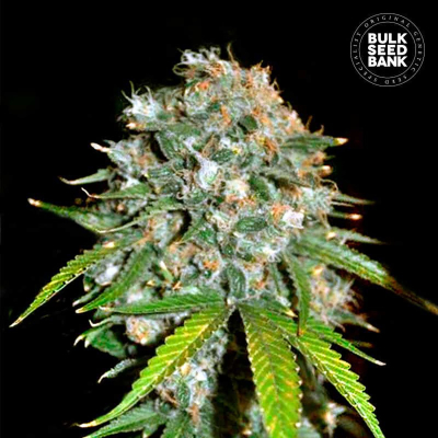 Skunk #99 Feminisiert