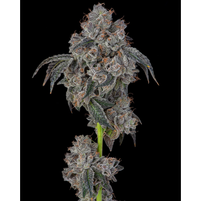 Blueberry Cherries Feminisiert