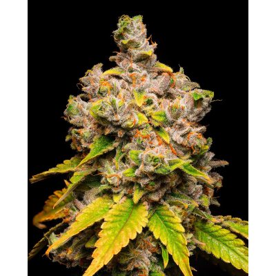Lemon Cherry Sherb Feminisiert