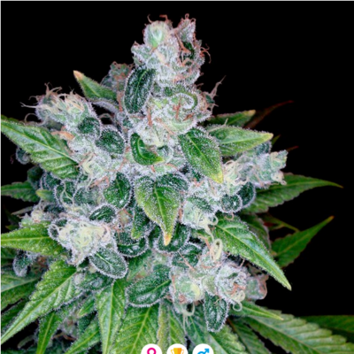 Kandy Kush Feminisiert