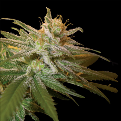 Kushberry Feminisiert