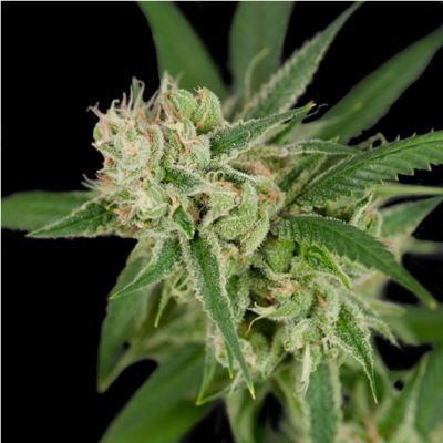 Sour Banana Sherbet Regulär