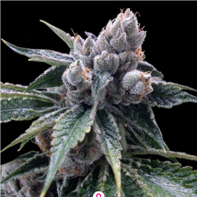 White Walker Kush Feminisiert