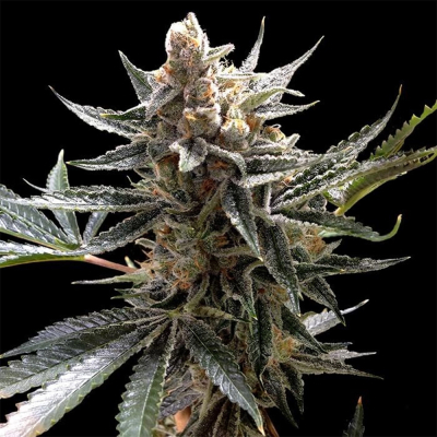 Tangie Regulär