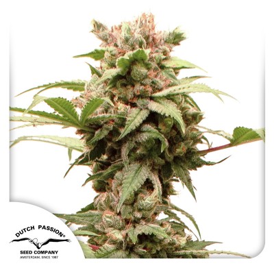 Auto CBG Force