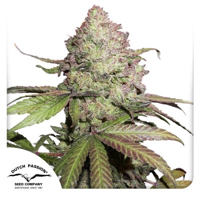 CBD Charlotte’s Angel Feminisiert