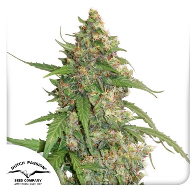 Auto CBD Compassion Lime
