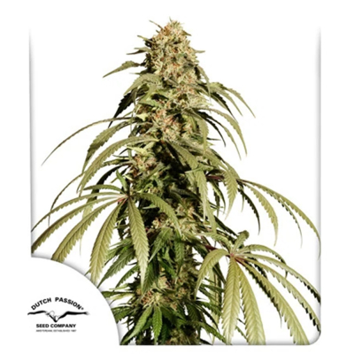 Ice Cream Haze Feminisiert