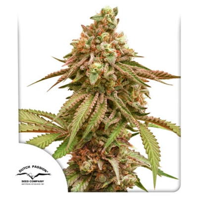 Tropical Tangie Feminisiert