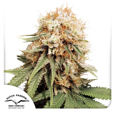 White Widow Regulär