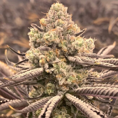 Sour Grape Punch Feminsiert